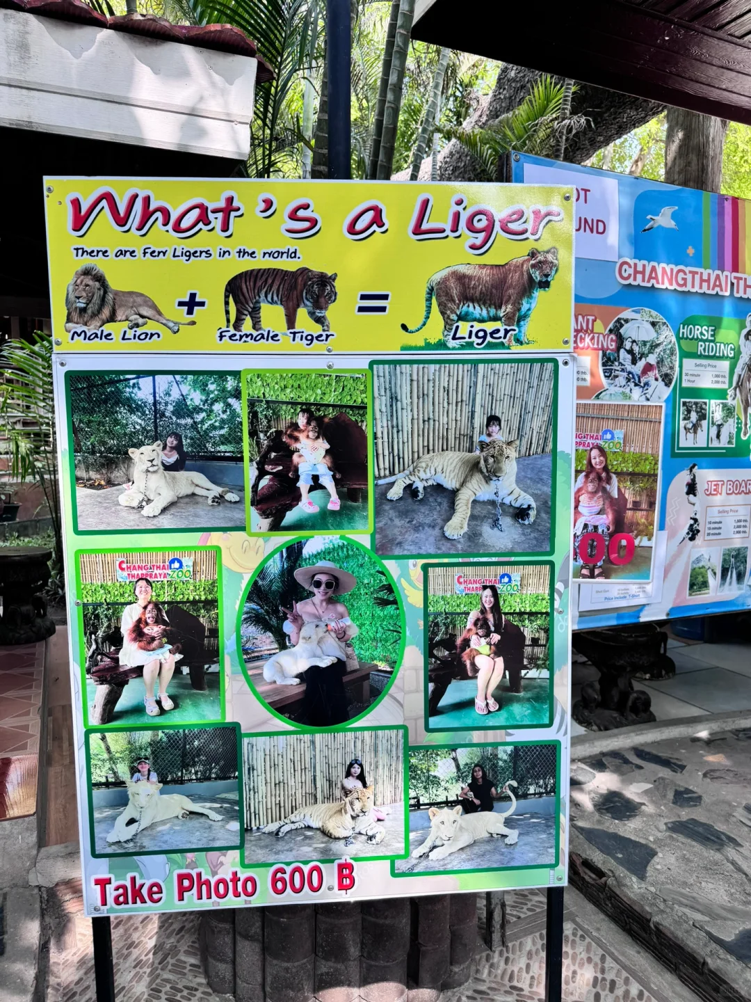 Pattaya-Thappraya Safari Pattaya Zoo: real shooting, horse riding, bungee jumping, boating, angry birds, go-kart fun