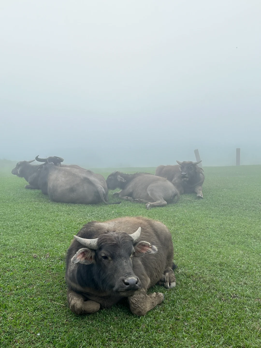 Taiwan-Taipei Yangmingshan, must visit Xiaoyoukeng, Menghuan Lake and Qingtiangang