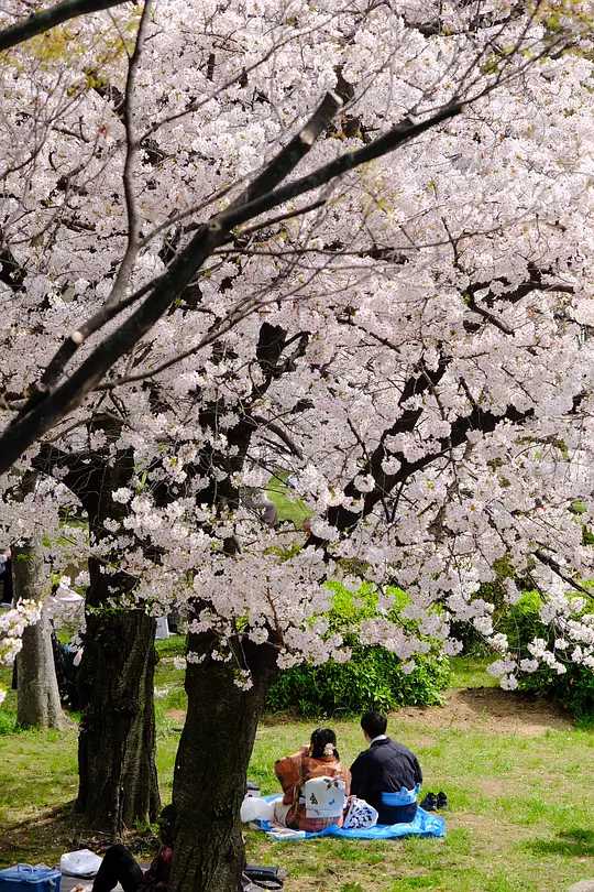 Osaka-Cherry blossom viewing season at Kema Sakuranomiya Park, Osaka, Japan