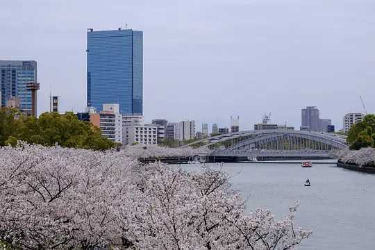 Osaka-Cherry blossom viewing season at Kema Sakuranomiya Park, Osaka, Japan