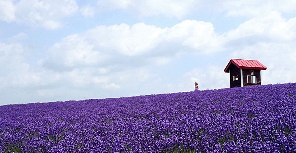 Sapporo/Hokkaido-Summer Field Flowers - A Complete Guide to Biei and Furano, Hokkaido