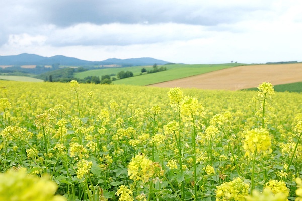 Sapporo/Hokkaido-Summer Field Flowers - A Complete Guide to Biei and Furano, Hokkaido