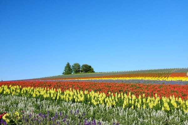 Sapporo/Hokkaido-Summer Field Flowers - A Complete Guide to Biei and Furano, Hokkaido