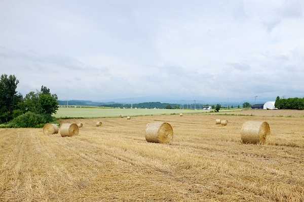 Sapporo/Hokkaido-Summer Field Flowers - A Complete Guide to Biei and Furano, Hokkaido