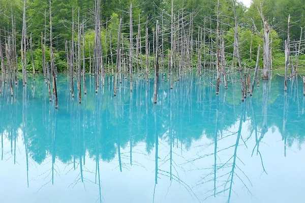 Sapporo/Hokkaido-Summer Field Flowers - A Complete Guide to Biei and Furano, Hokkaido