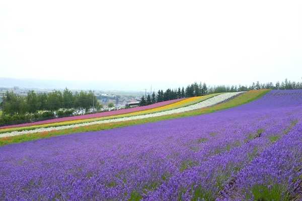 Sapporo/Hokkaido-Summer Field Flowers - A Complete Guide to Biei and Furano, Hokkaido