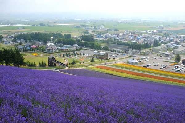 Sapporo/Hokkaido-Summer Field Flowers - A Complete Guide to Biei and Furano, Hokkaido