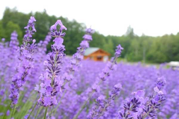 Sapporo/Hokkaido-Summer Field Flowers - A Complete Guide to Biei and Furano, Hokkaido