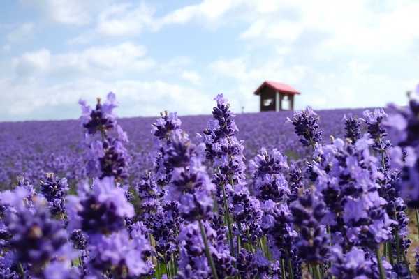 Sapporo/Hokkaido-Summer Field Flowers - A Complete Guide to Biei and Furano, Hokkaido