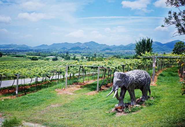 HuaHin-Hua Hin Hills Vineyard, the air with a slight aroma of wine