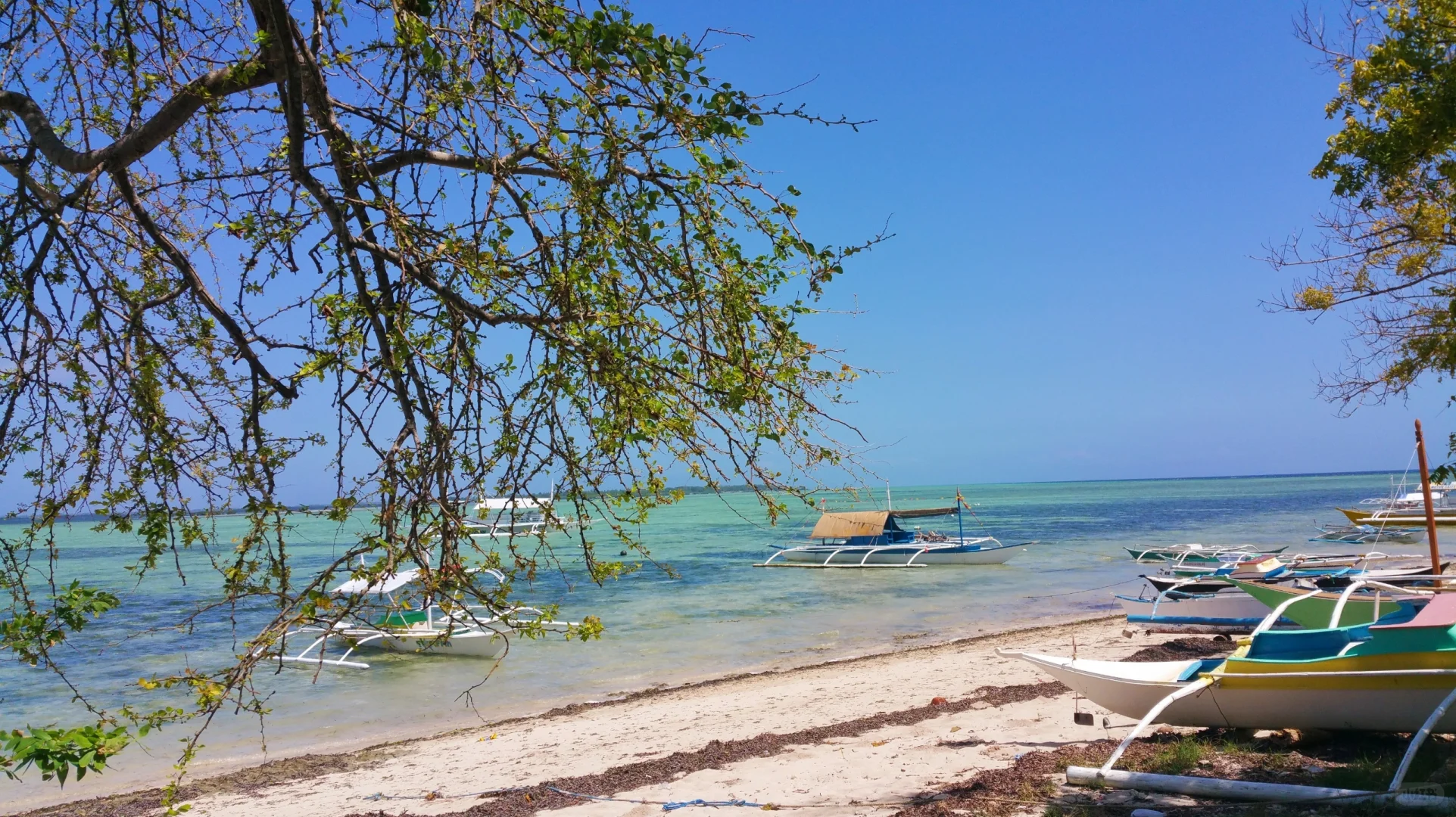 Cebu-Cebu: Watching dancing whale sharks and narrowly escaping an earthquake