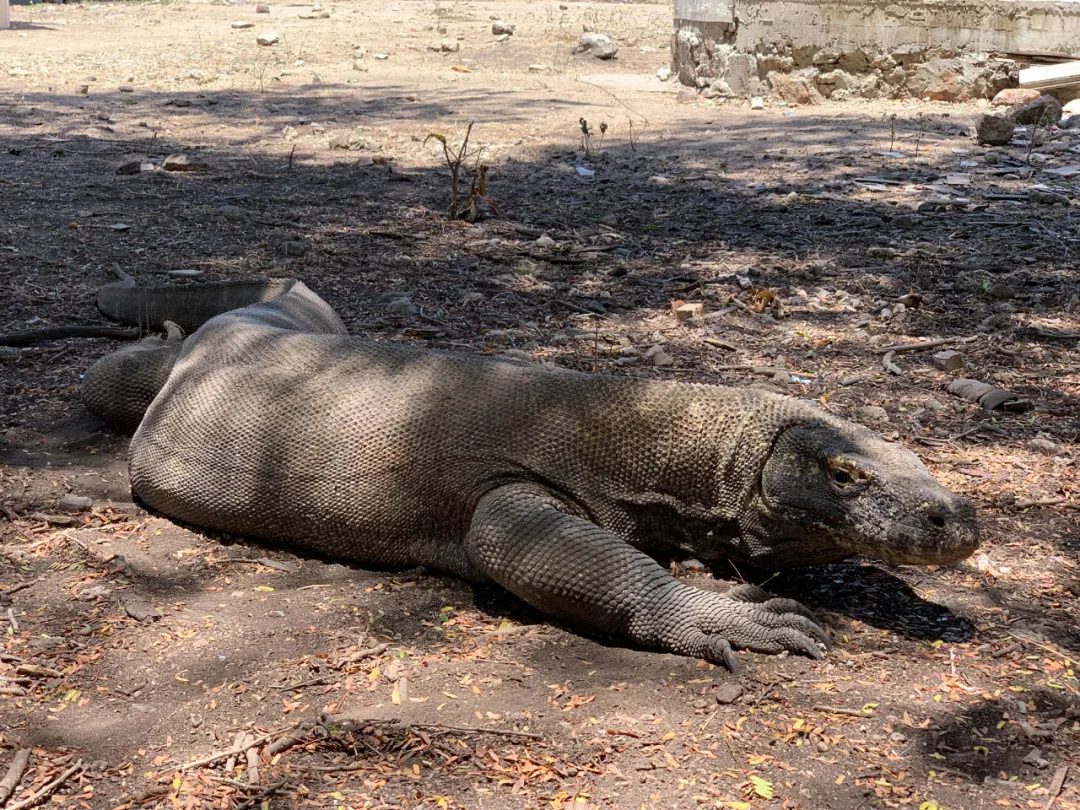 Bali-Komodo National Park｜Pink Romantic Girl’s Heart Holy Land 200 nautical miles east of Bali