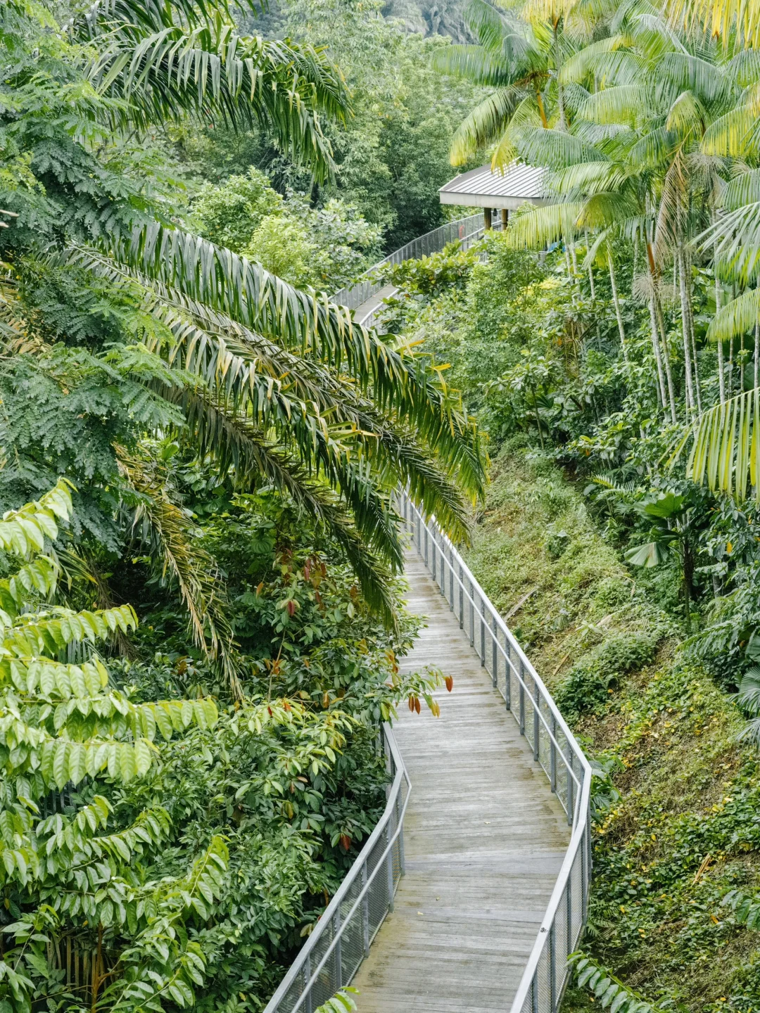 Singapore-A zoo that truly respects animals, see giant pandas in Singapore