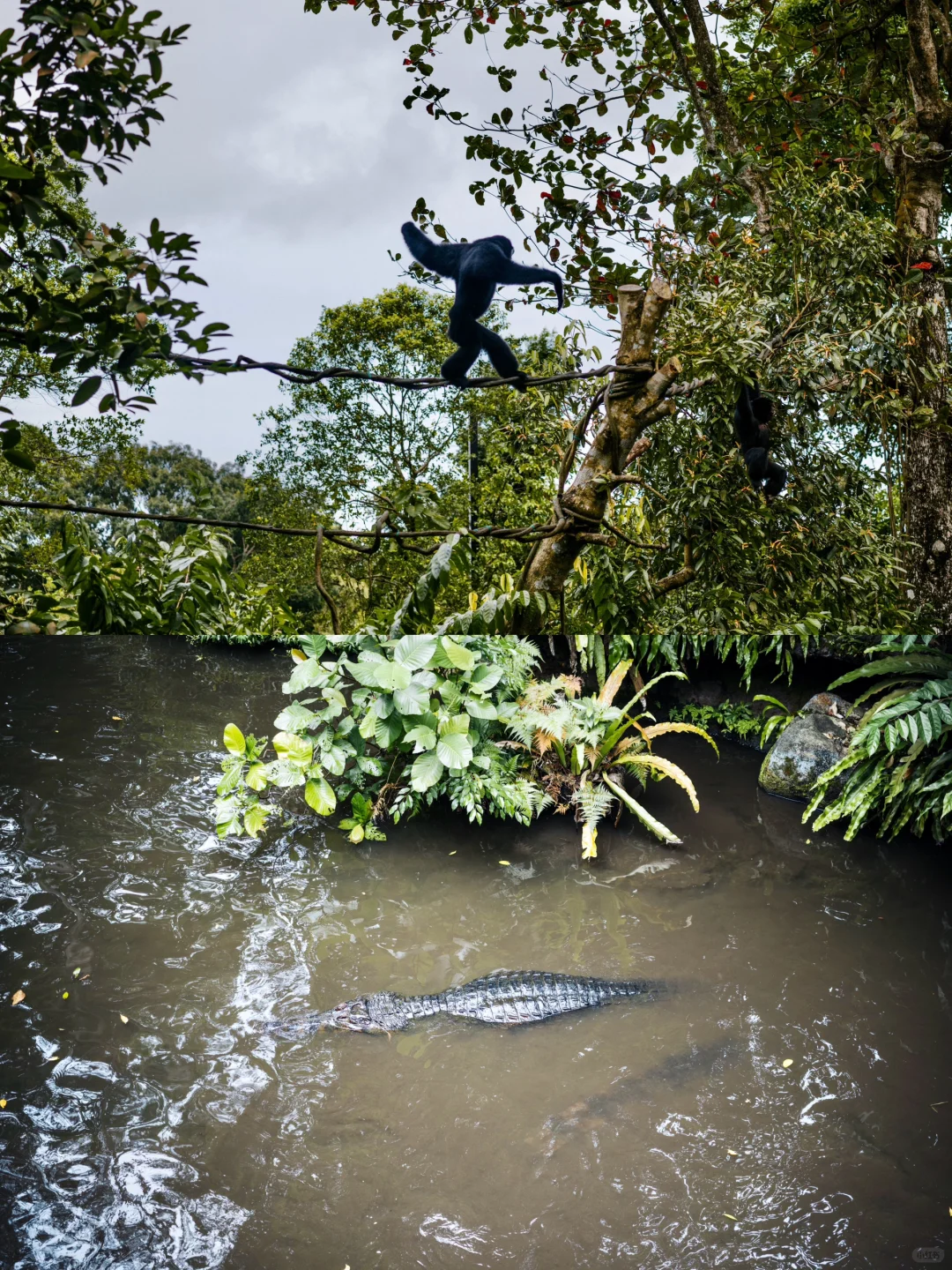 Singapore-A zoo that truly respects animals, see giant pandas in Singapore