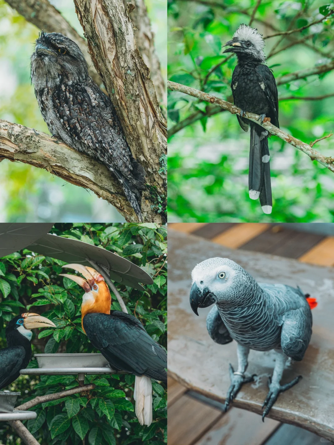 Singapore-Singapore Bird Park, including rainforest, wetlands, rice fields, eucalyptus forests and other environments