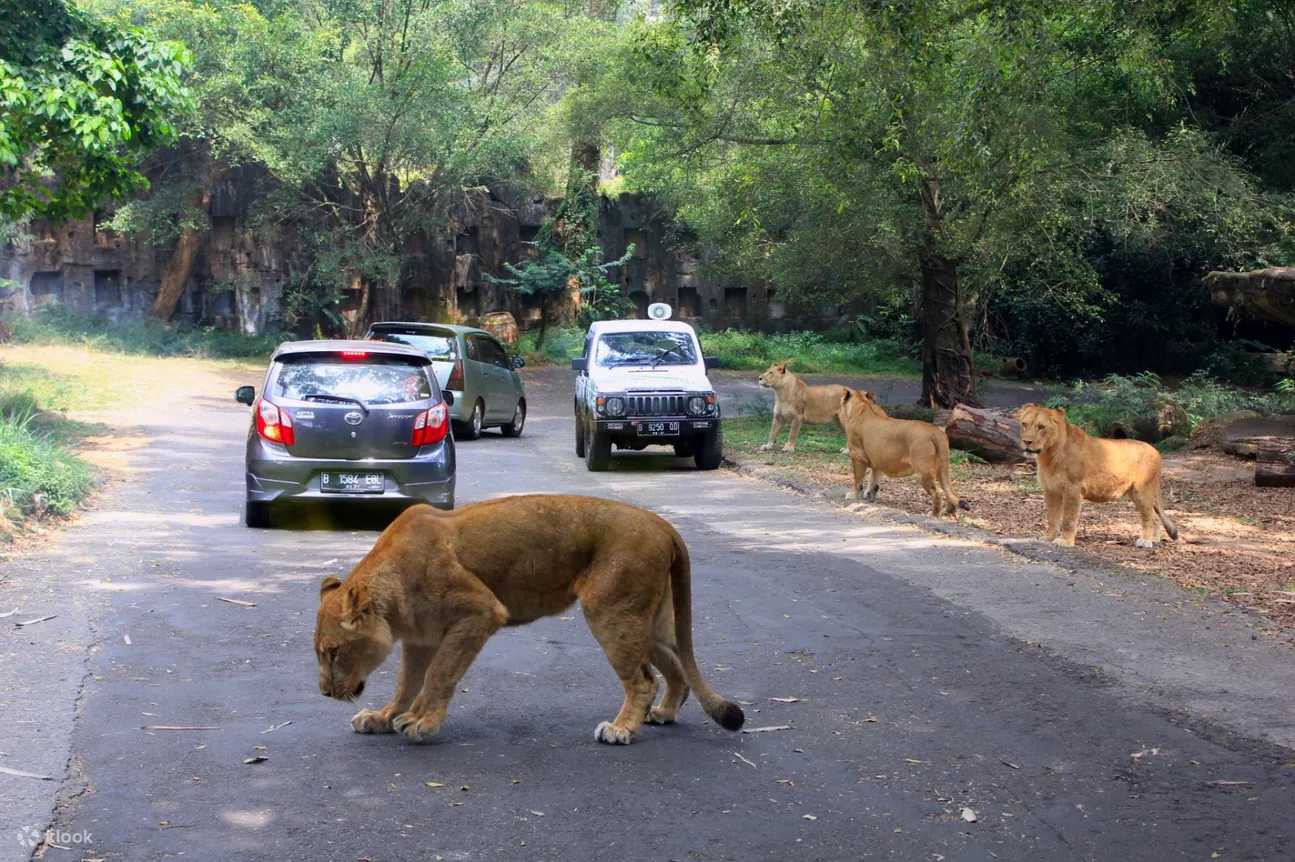 Jakarta-Bogor Safari and Heha Cafe Waterfall Day Tour from Jakarta