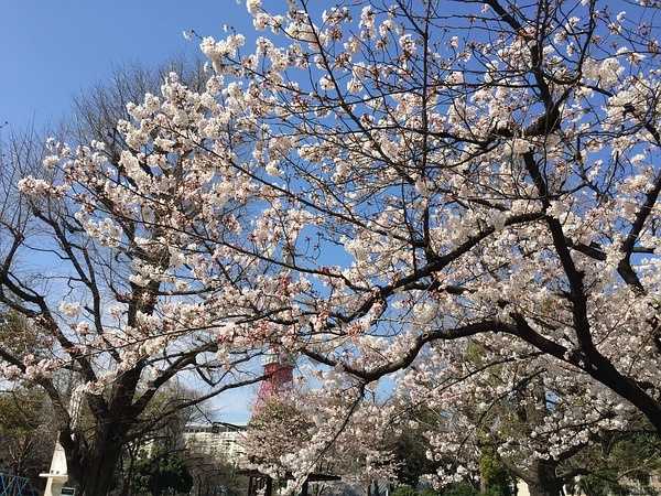 Tokyo-Traveling alone in Japan series, going to Tokyo in March during the cherry blossom season (guide + recommendations)