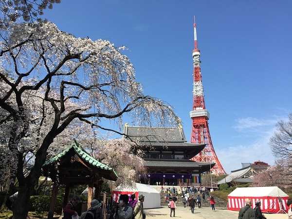 Tokyo-Traveling alone in Japan series, going to Tokyo in March during the cherry blossom season (guide + recommendations)