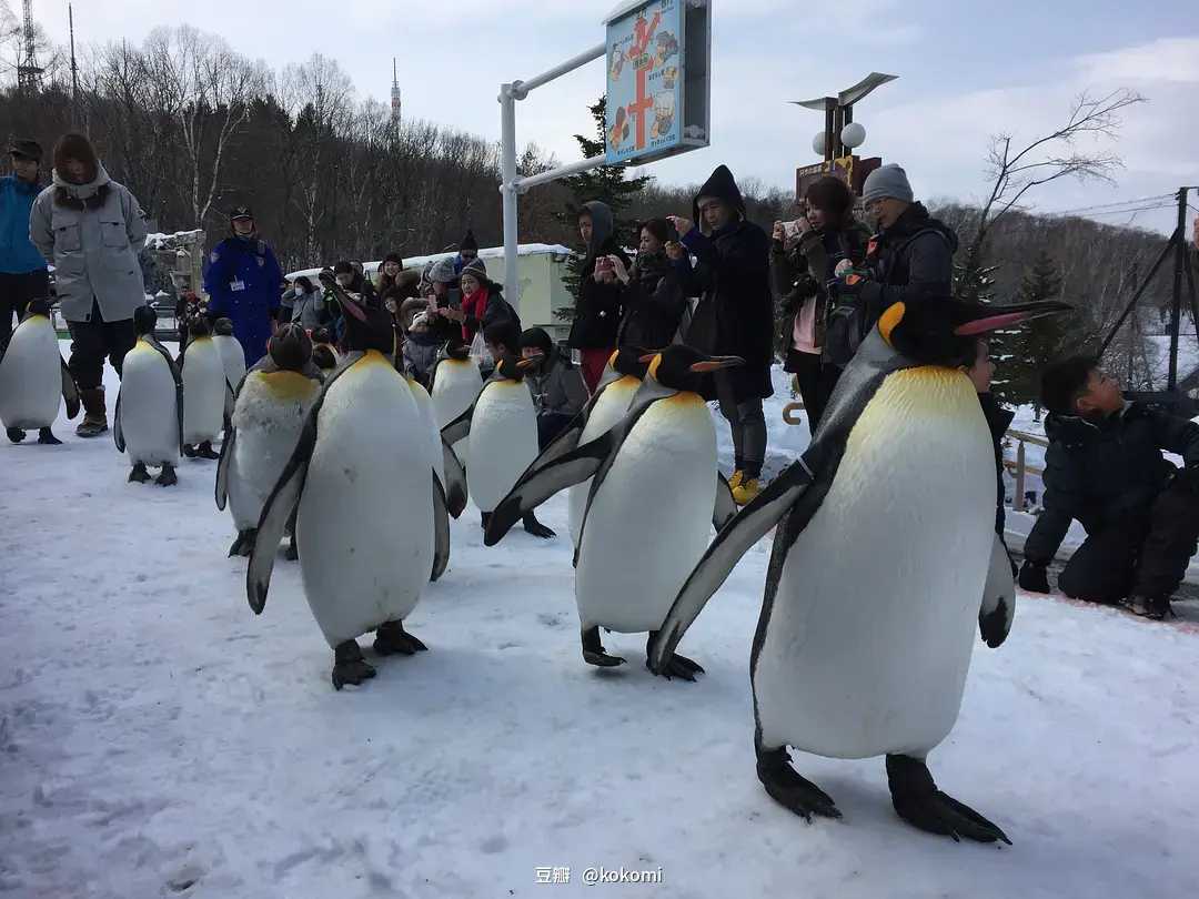 Sapporo/Hokkaido-A complete guide to the Sapporo Winter Snow Festival in Hokkaido, Japan