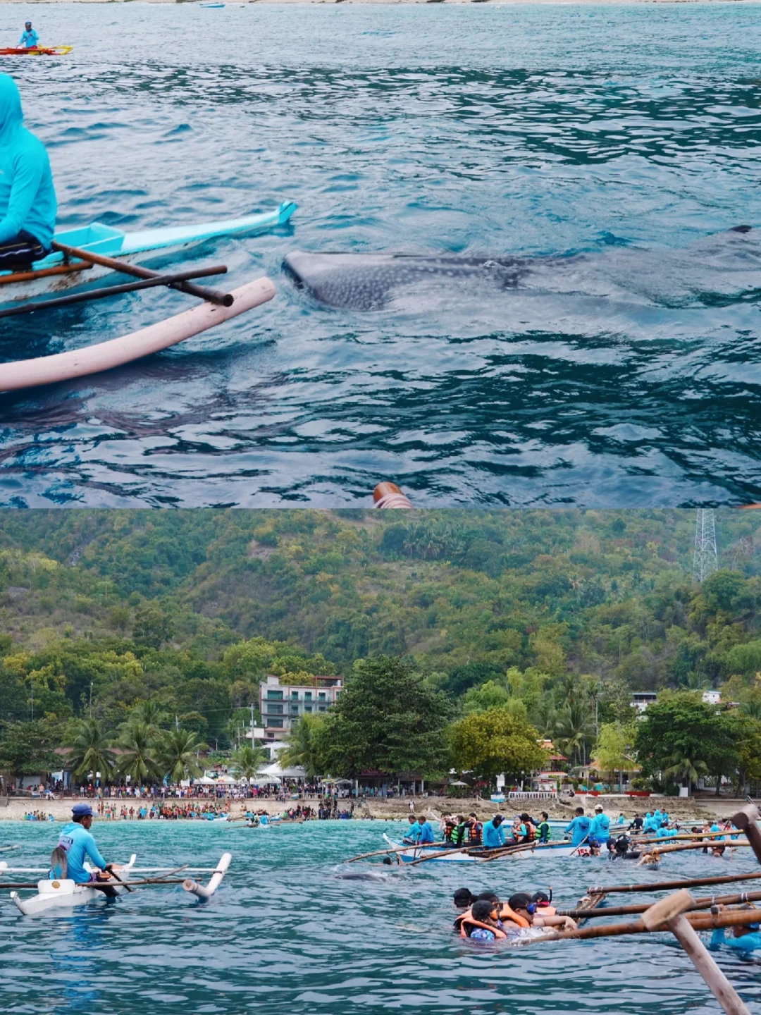 Cebu-Cebu, Philippines | Watching whale sharks with stars on their backs in Oslob