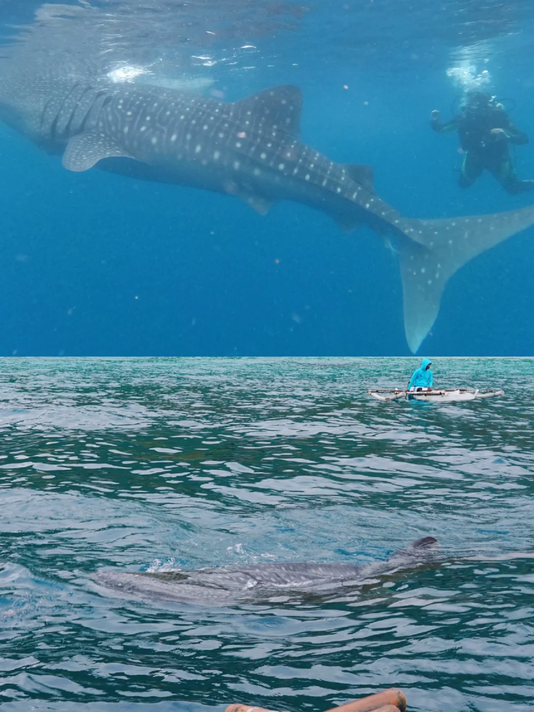 Cebu-Cebu, Philippines | Watching whale sharks with stars on their backs in Oslob