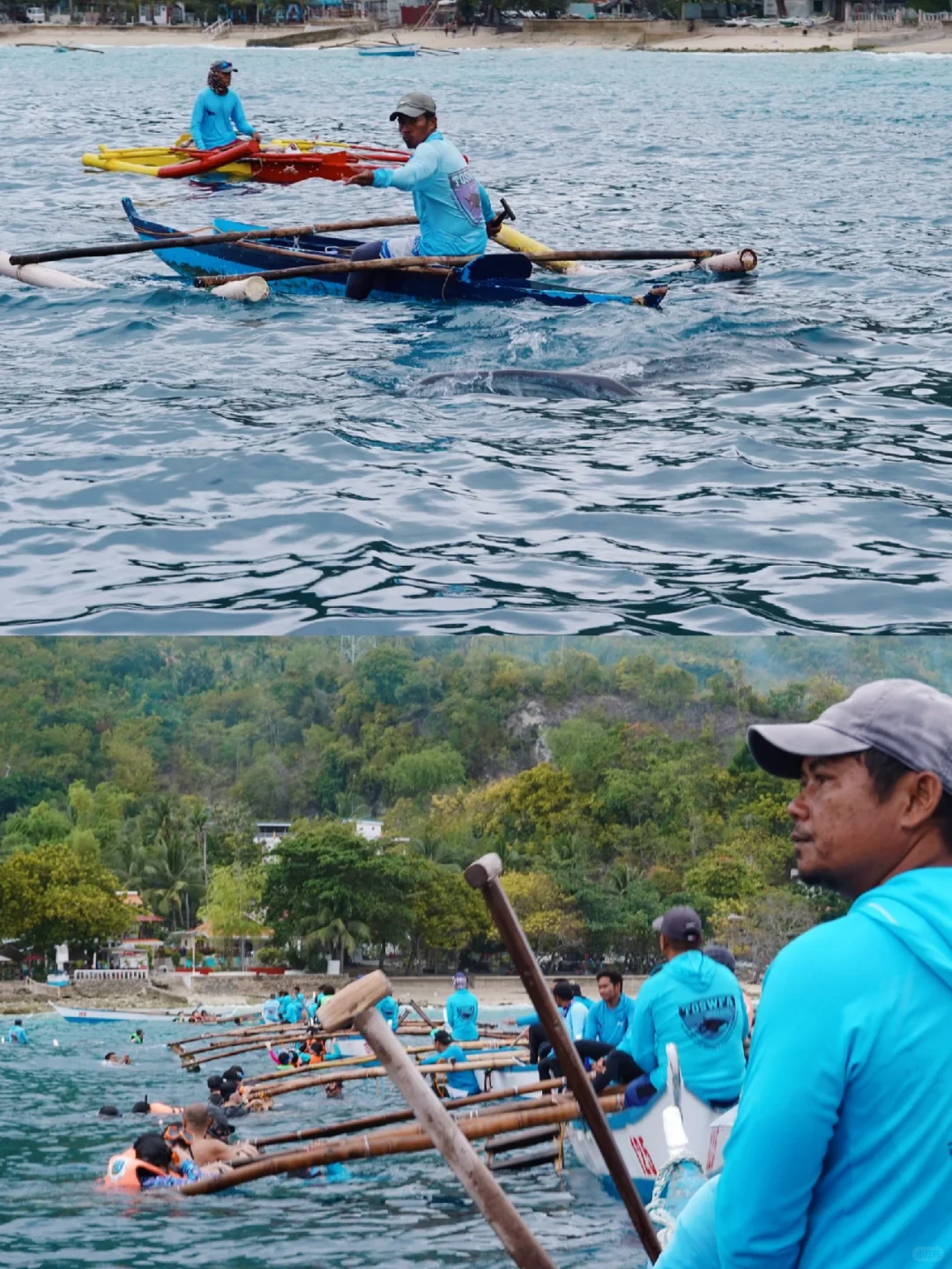 Cebu-Cebu, Philippines | Watching whale sharks with stars on their backs in Oslob