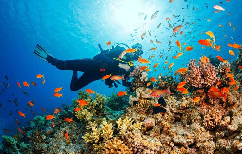 Cebu-Philippines ink treasure, you can watch the sardine storm even if you can't swim