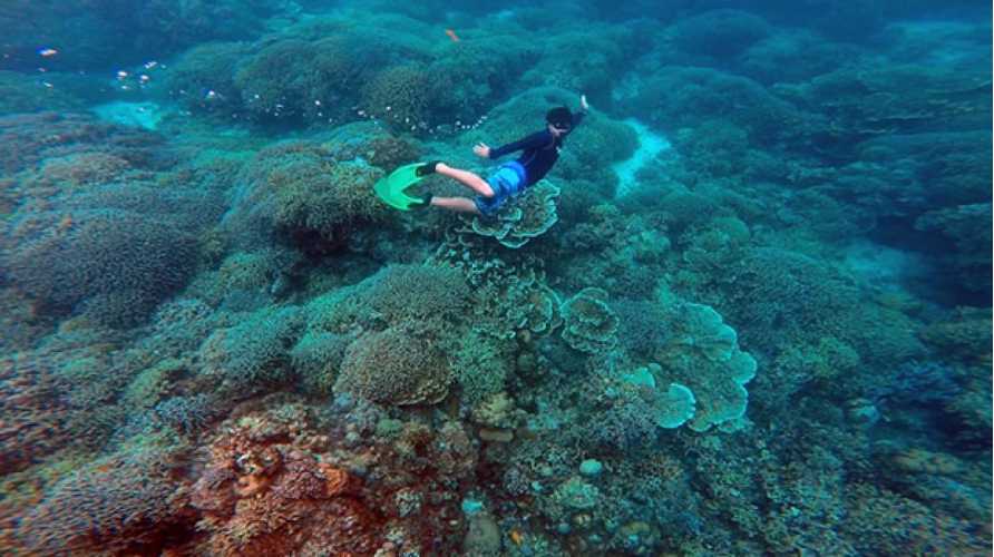 Cebu-Philippines ink treasure, you can watch the sardine storm even if you can't swim