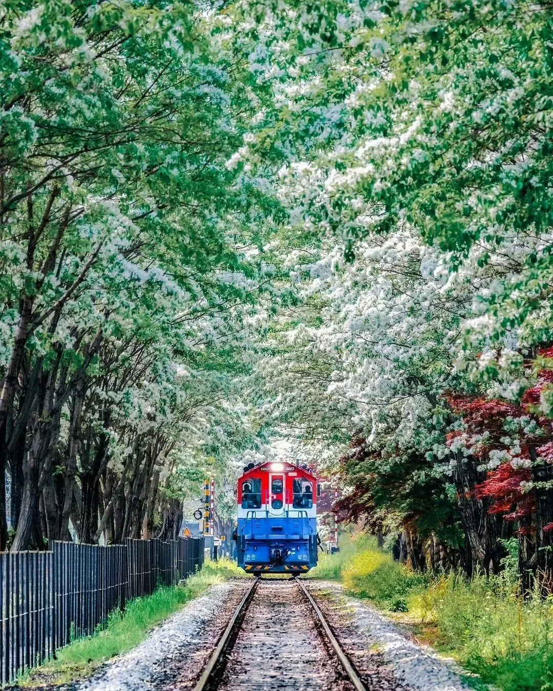 Seoul-Spring Train at Seoul Rail Park with Food Market and Magic Show