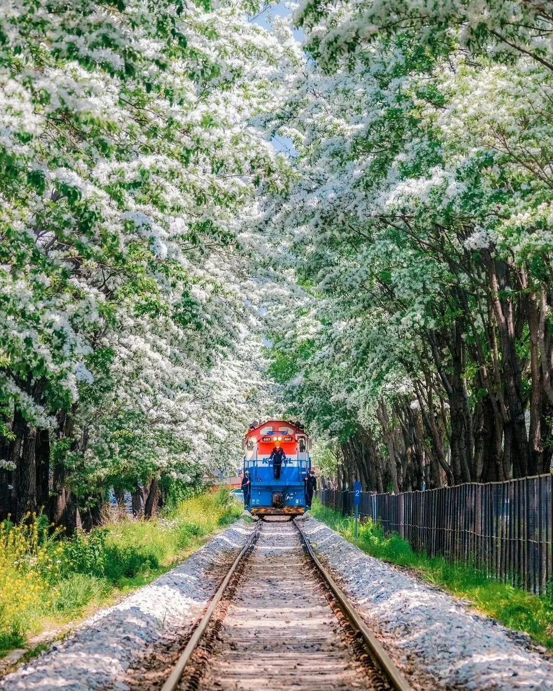 Seoul-Spring Train at Seoul Rail Park with Food Market and Magic Show