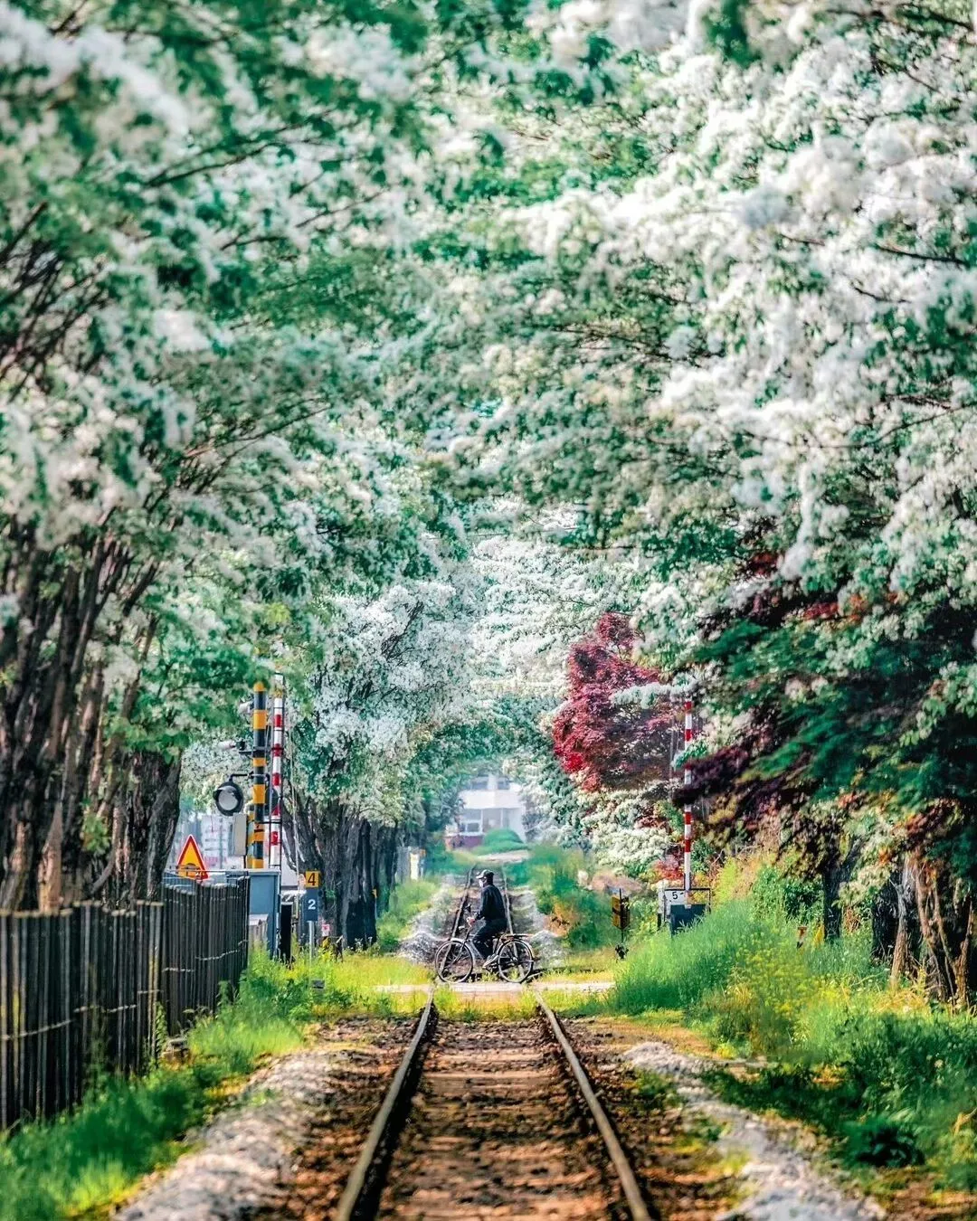 Seoul-Spring Train at Seoul Rail Park with Food Market and Magic Show