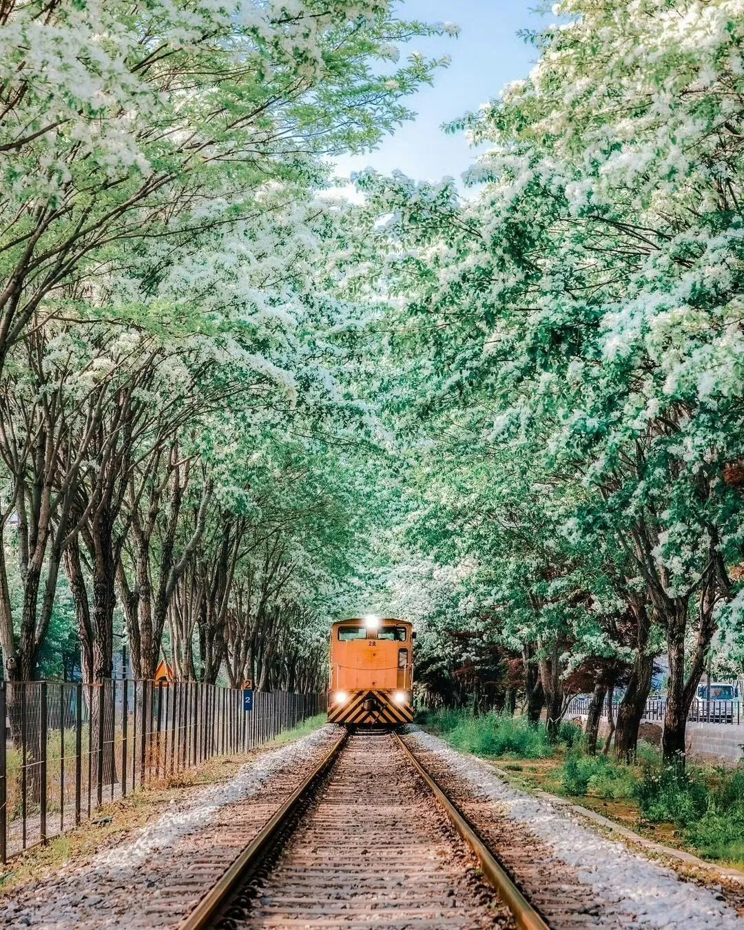 Seoul-Spring Train at Seoul Rail Park with Food Market and Magic Show