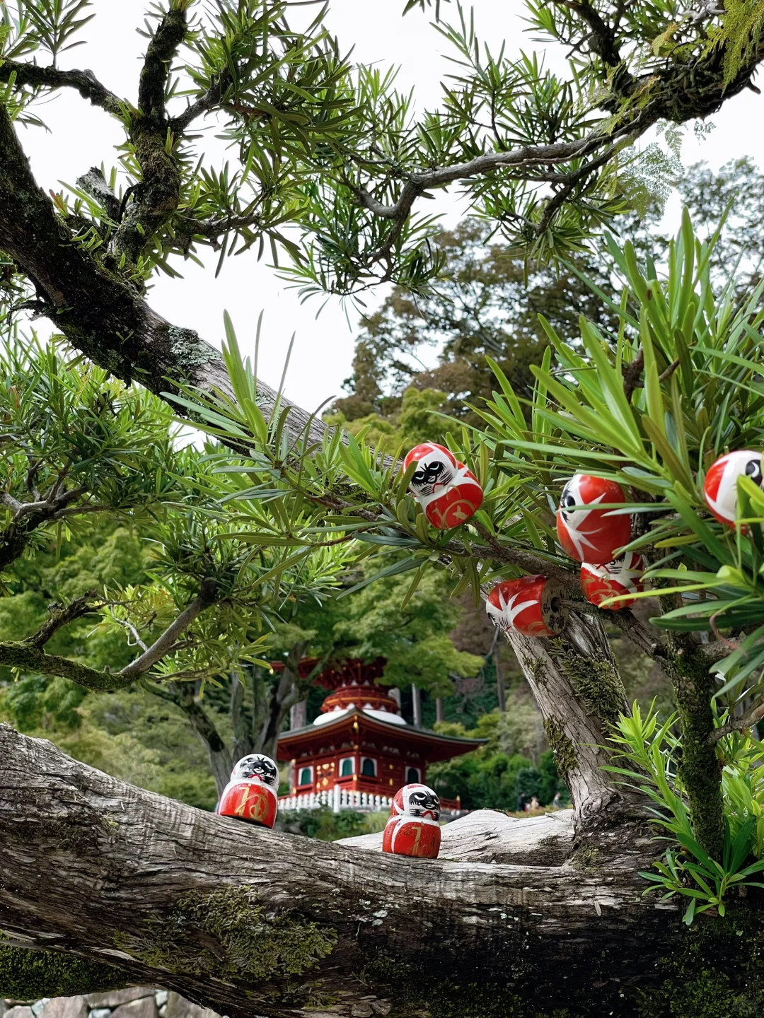 Osaka-Katsuoji Temple in Osaka, Daruma dolls are everywhere and very cute