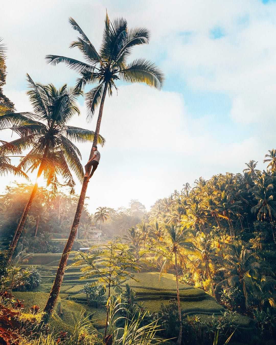 Bali-Tegallalang Rice Terrace, Ubud is so beautiful, how can you know if you don't come