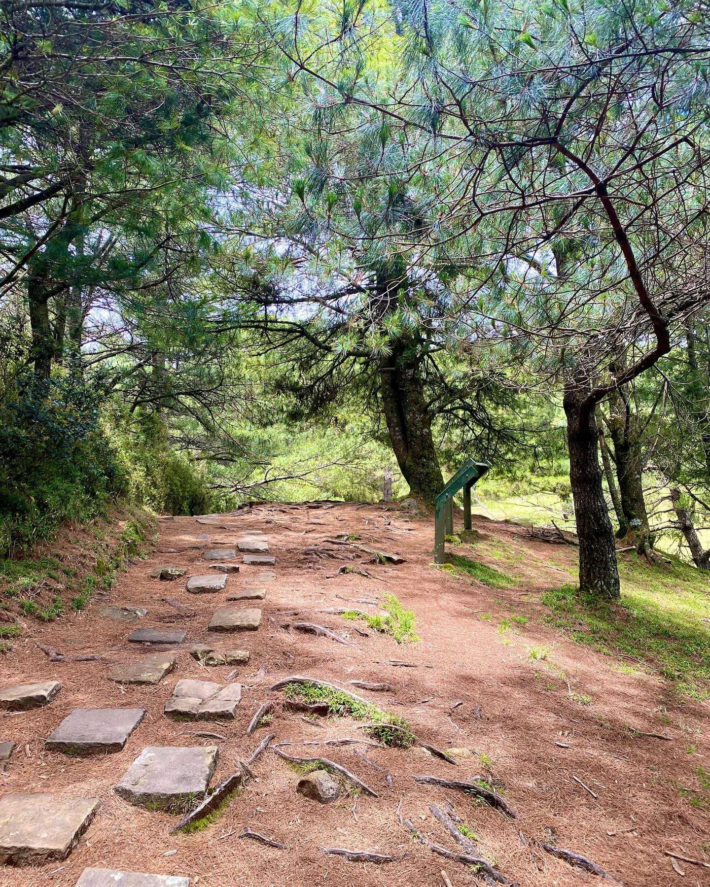 Taiwan-Yushan National Park, Xinyi Township, Nantou County - Linzhi Mountain, your hidden attraction