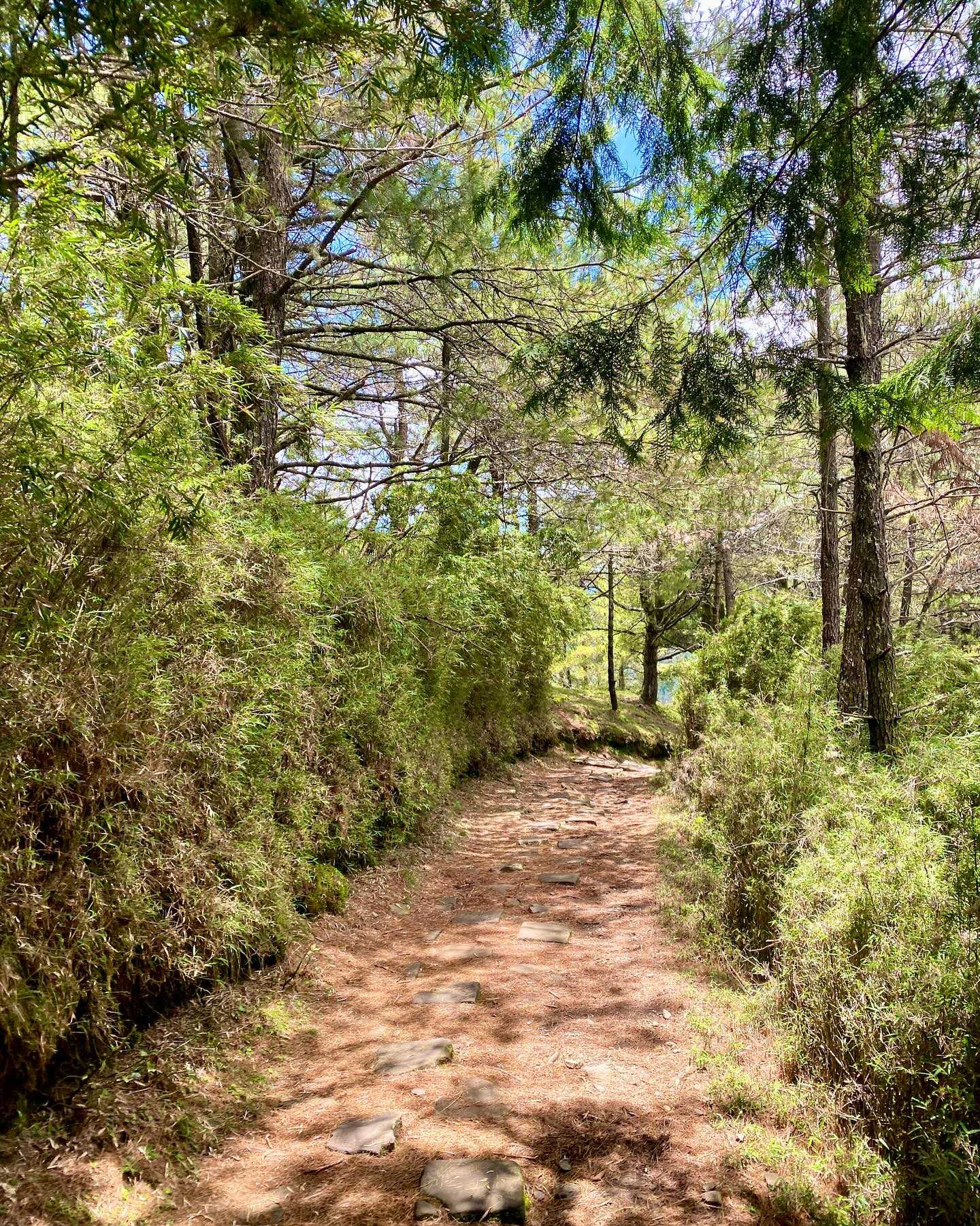 Taiwan-Yushan National Park, Xinyi Township, Nantou County - Linzhi Mountain, your hidden attraction