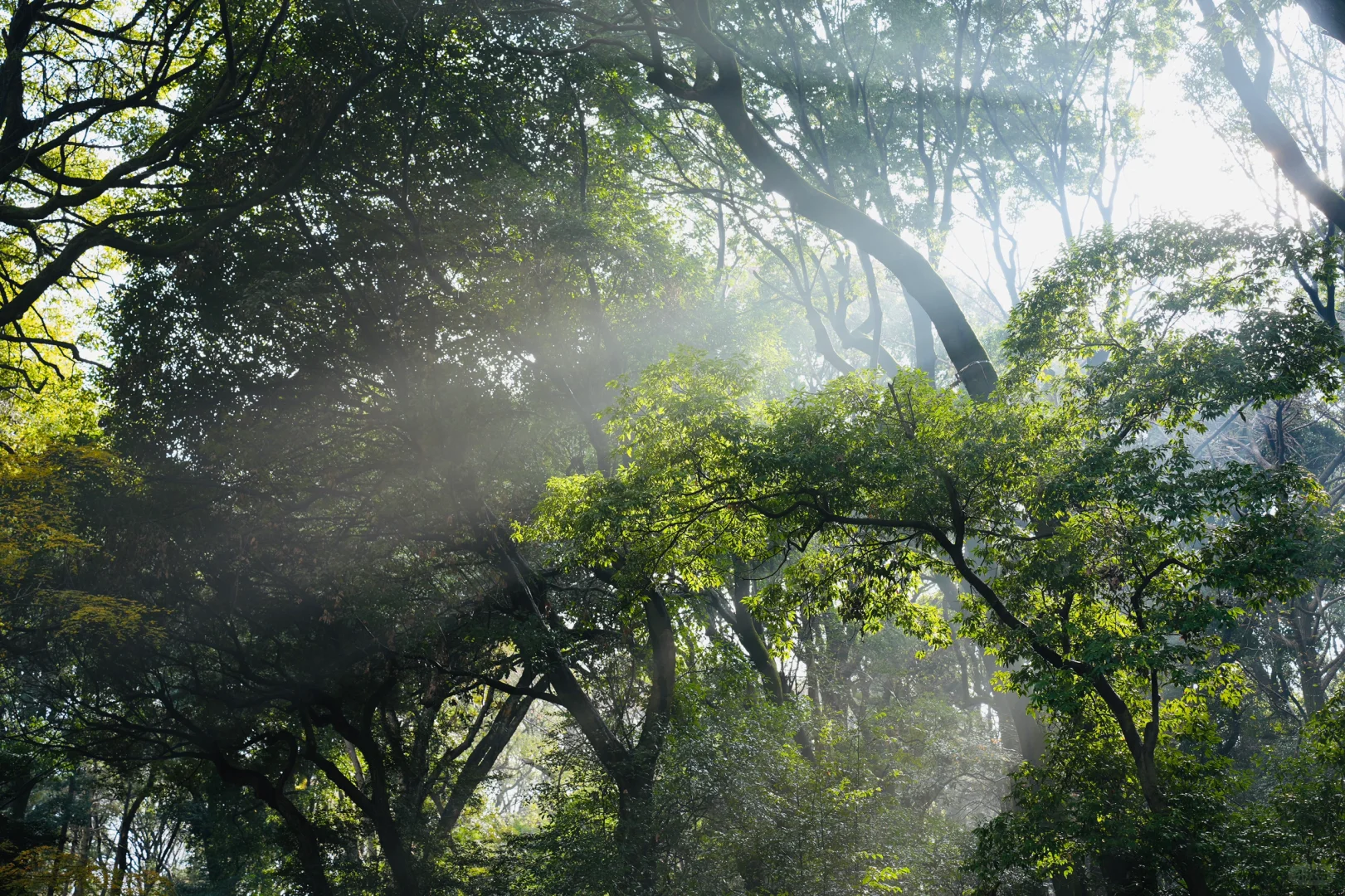 Tokyo-If you only have two days in Tokyo, these are the places to hike