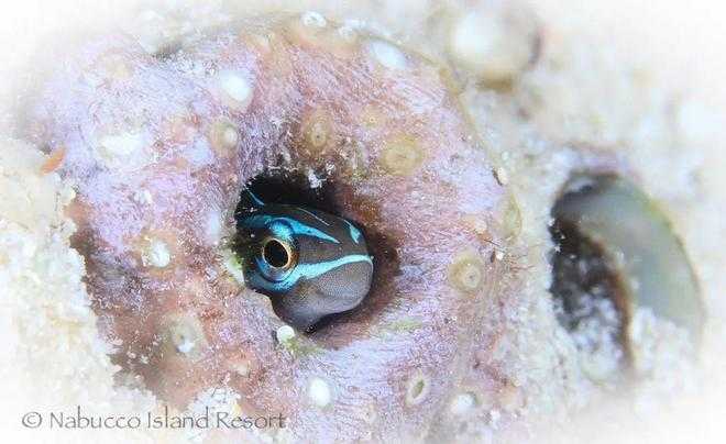 Jakarta-Nabucco Island Resort in Derawan is a private island that provides you with exclusive diving services