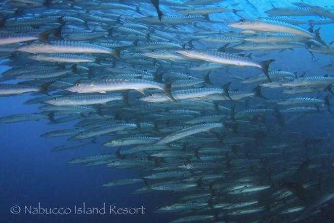 Jakarta-Nabucco Island Resort in Derawan is a private island that provides you with exclusive diving services