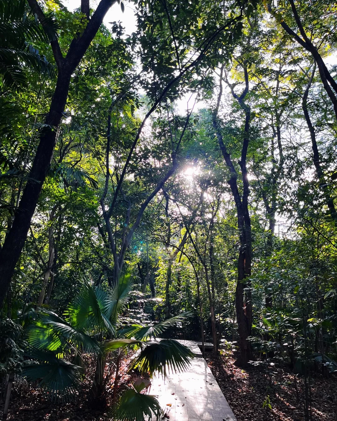 Manila/Luzon-Parque de Aroseiros, a riverside urban forest park, is a great place to relax