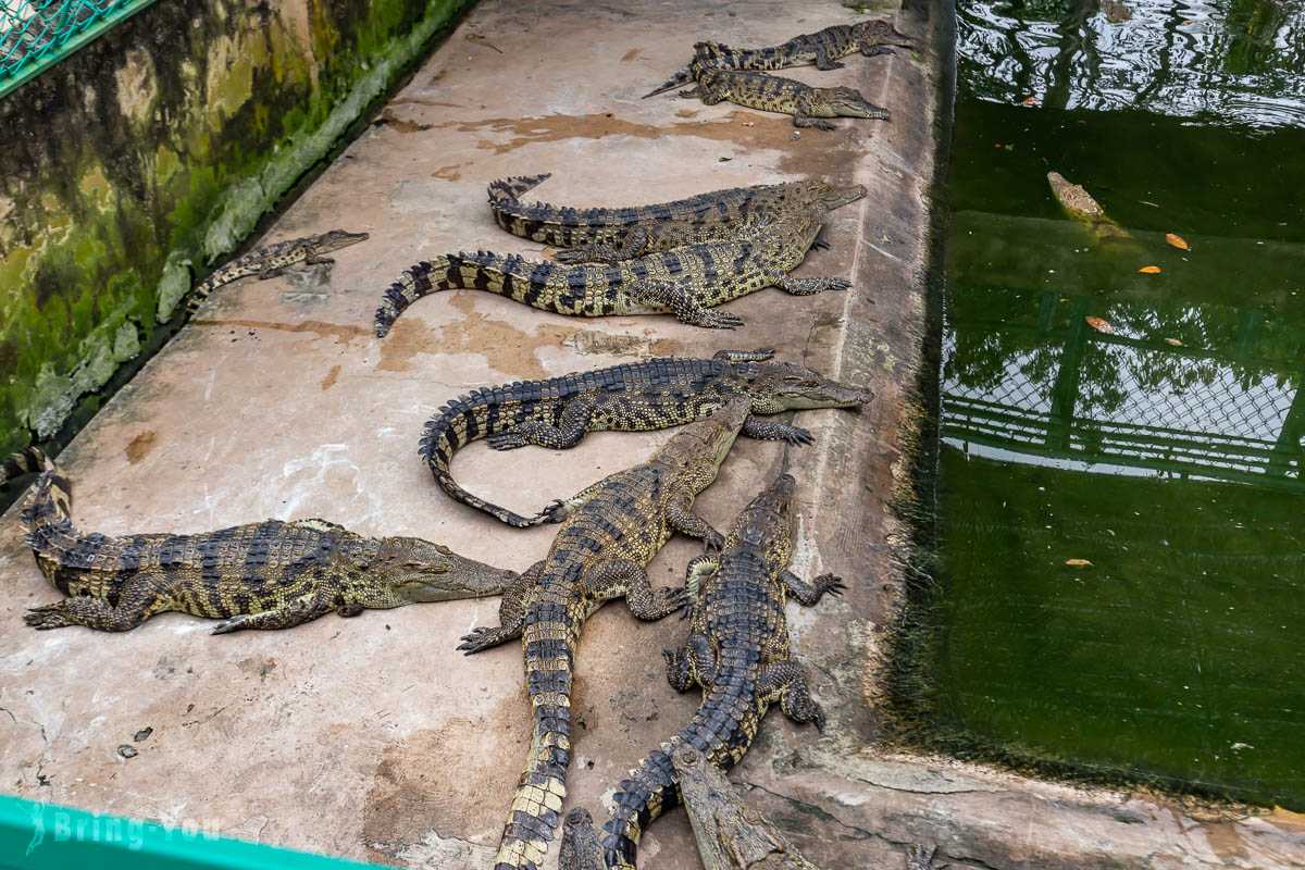 Ho Chi Minh-Mekong Delta Tour from Ho Chi Minh, Hand-cranked Boats, Cruise Ships, Floating Houses