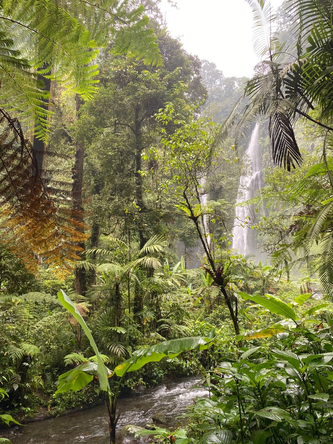 Jakarta-Suspension bridge🌳, outdoor hiking in the suburbs of Jakarta, through the rainforest