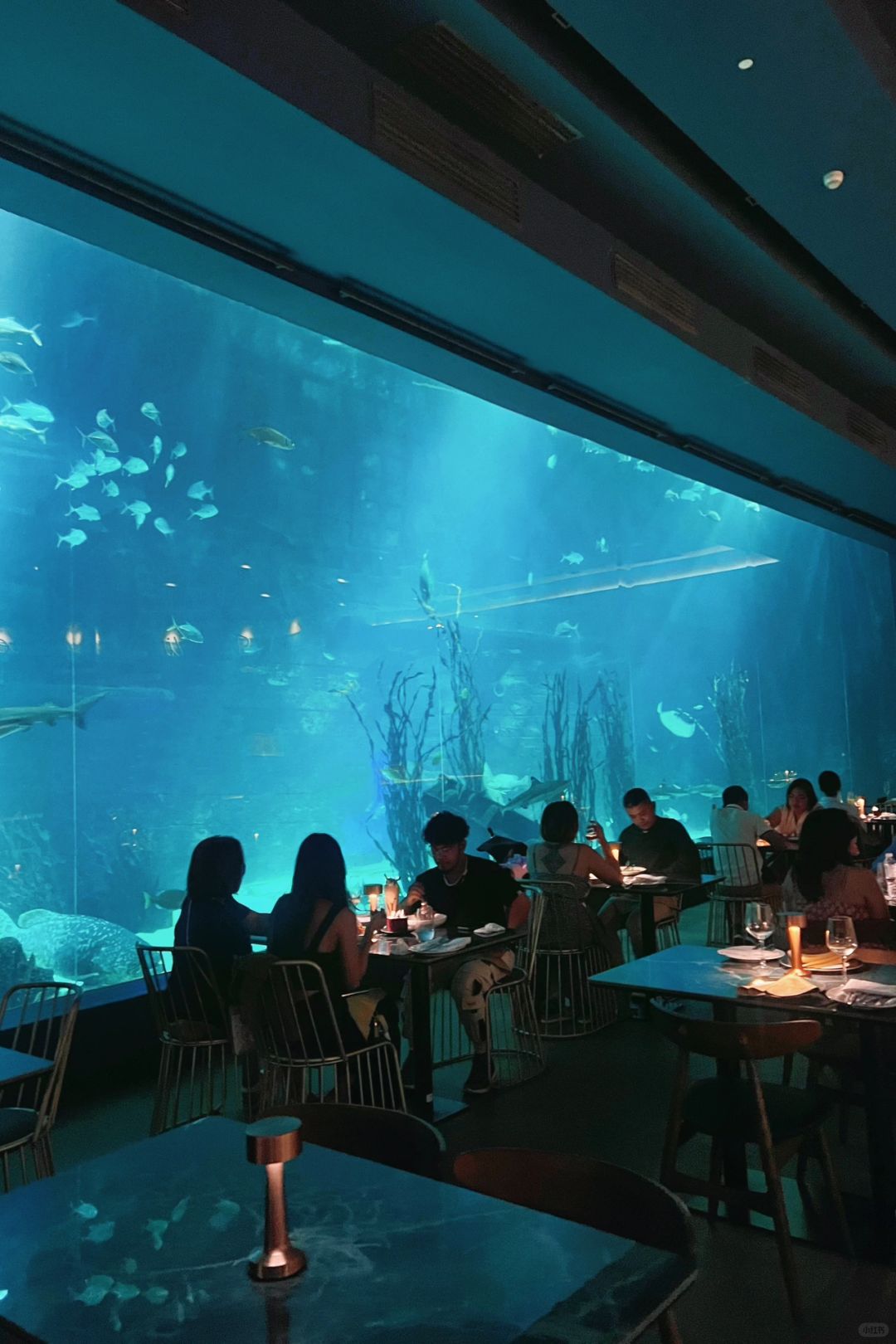 Cebu-Aqua dining adventure, Cebu Aquarium Restaurant, taste delicious food under the sea