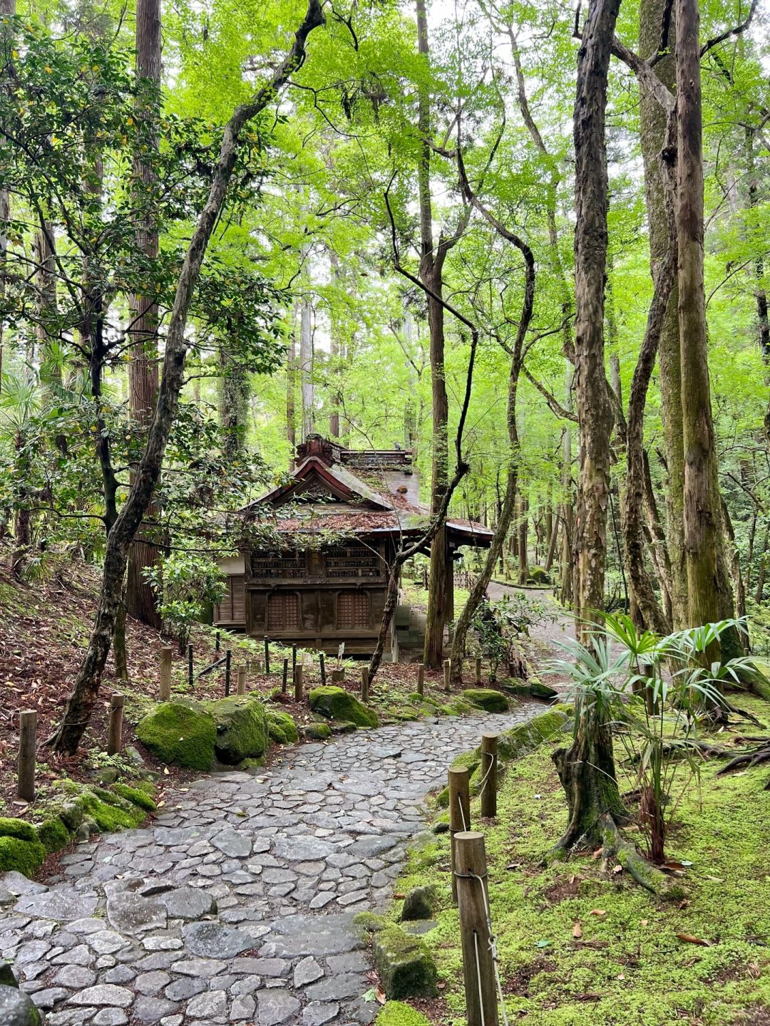 Tokyo-Tokyo Suburbs Travel Naritasan Omotesando🌸, an old Japanese street lined with shops