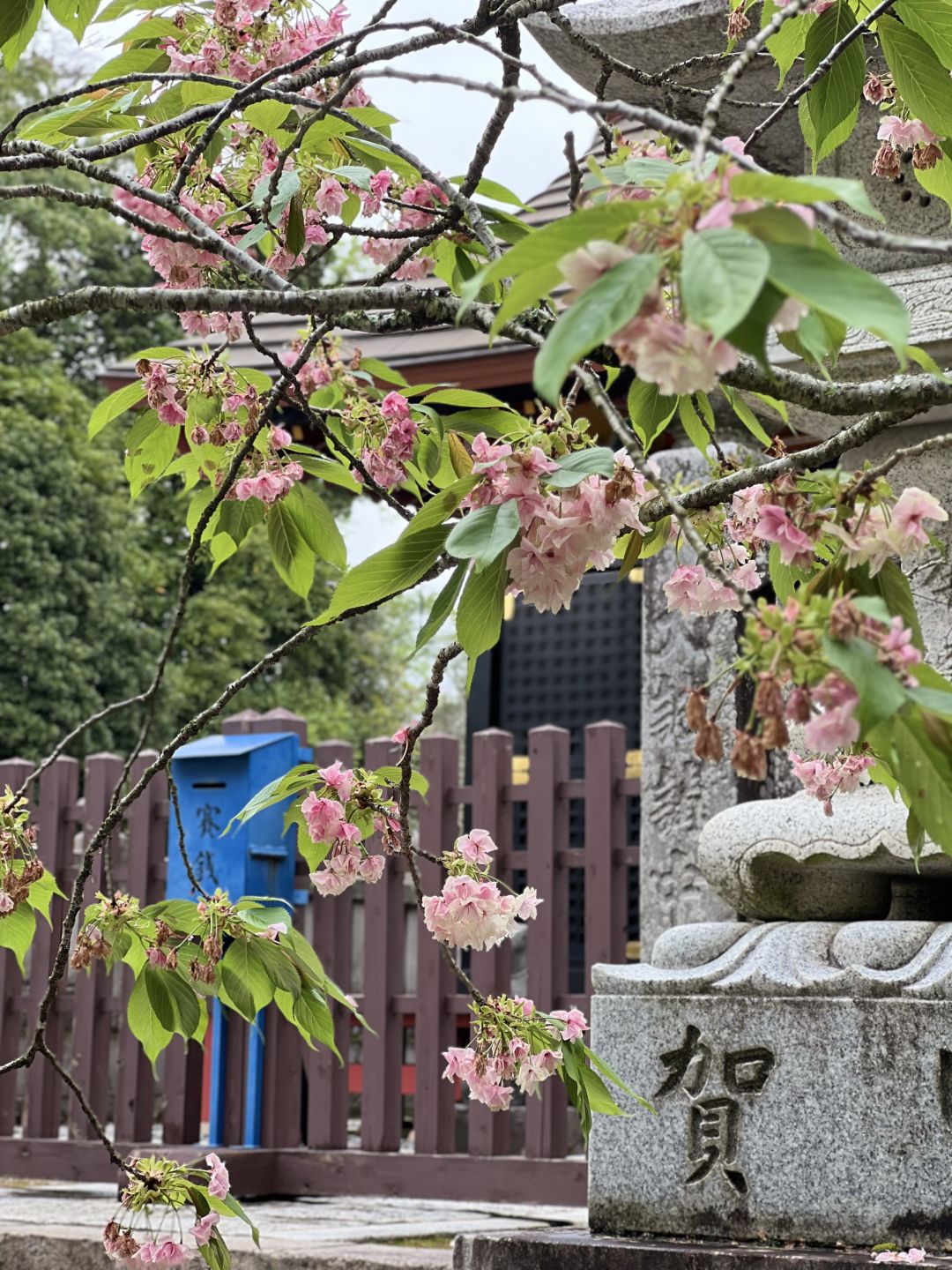 Tokyo-Tokyo Suburbs Travel Naritasan Omotesando🌸, an old Japanese street lined with shops