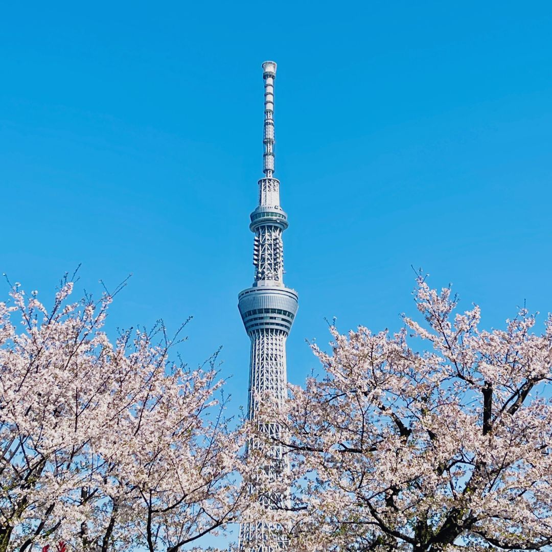 Tokyo-Recommended Tokyo walking tour routes: Sensoji Temple, Tokyo Skytree, Ginza and Shibuya.