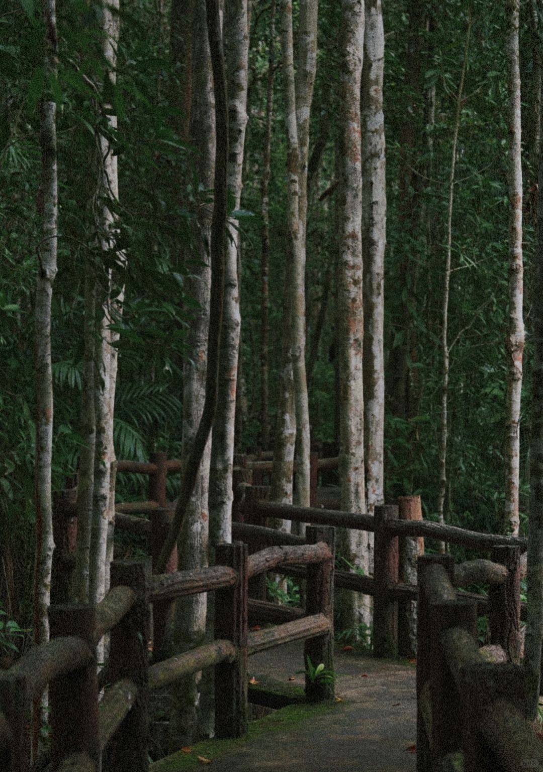 Krabi-Don’t forget to have a coffee break in the rainforest while visiting the Emerald Pool in Krabi