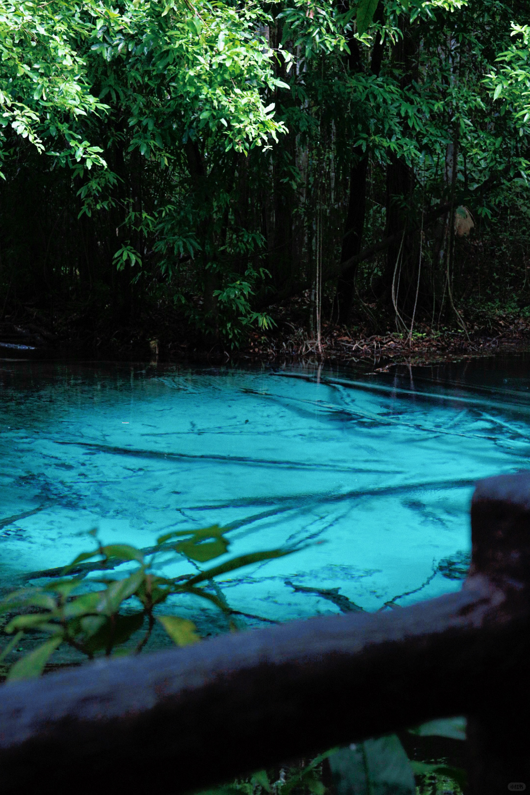 Krabi-Don’t forget to have a coffee break in the rainforest while visiting the Emerald Pool in Krabi