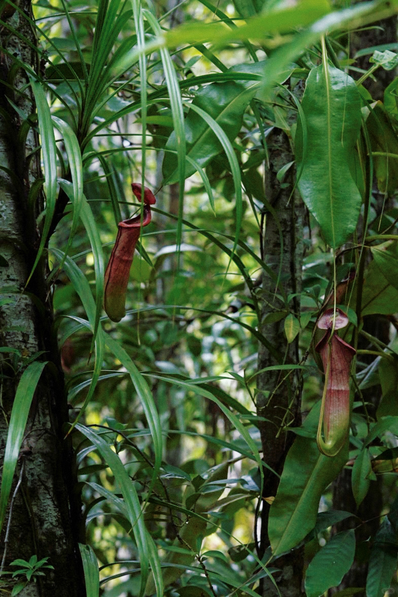 Krabi-Don’t forget to have a coffee break in the rainforest while visiting the Emerald Pool in Krabi