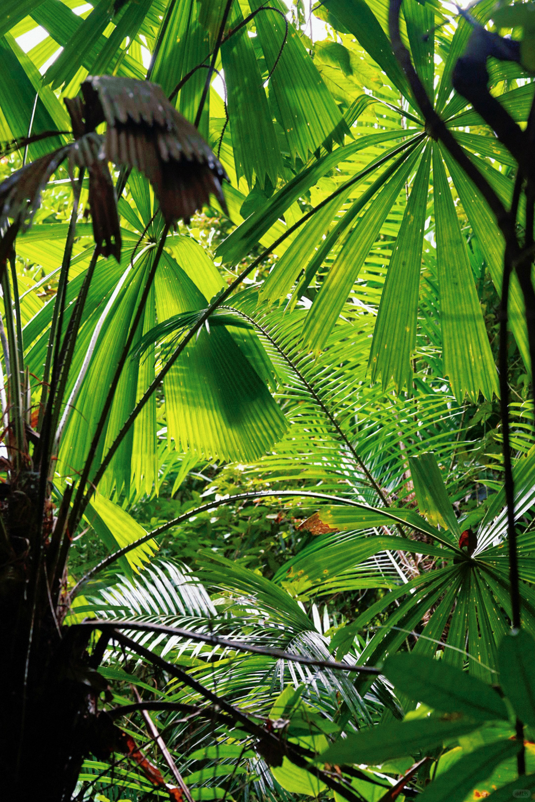 Krabi-Don’t forget to have a coffee break in the rainforest while visiting the Emerald Pool in Krabi